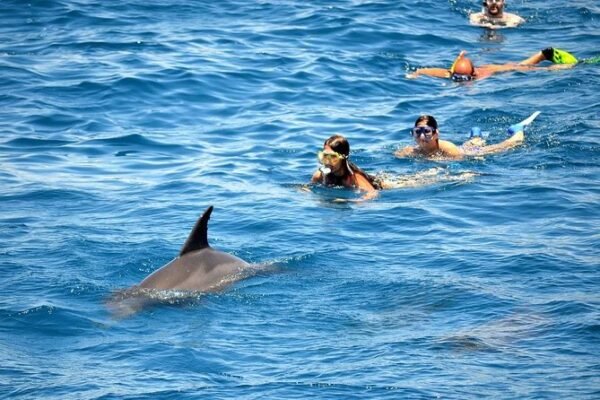 Delfin Tour Hurghada Deutsch